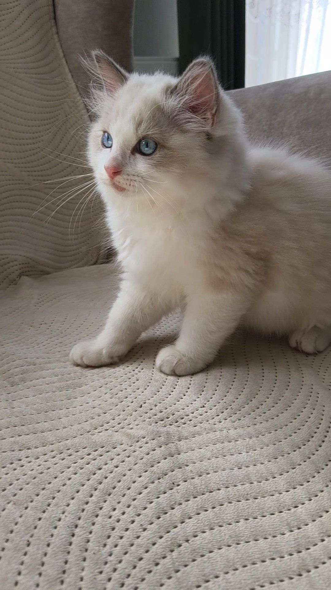 Ragdoll Kocurek Nelson