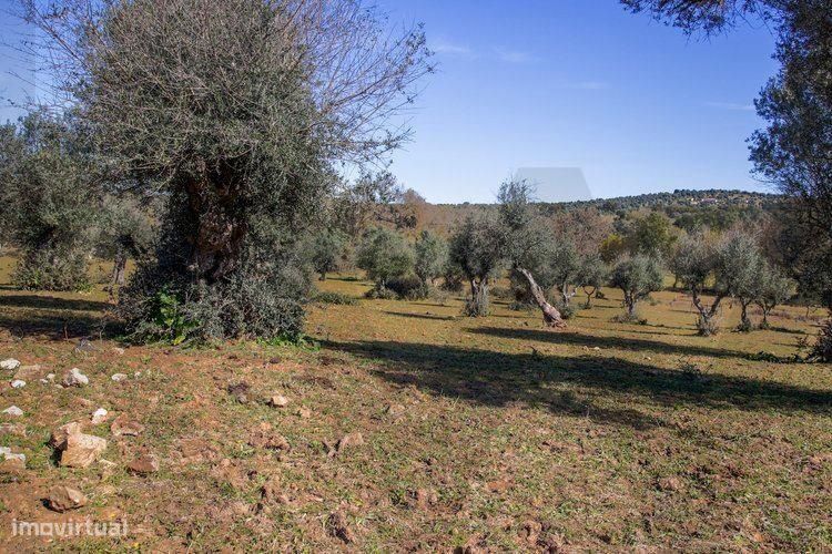 Herdade Alentejo- Alter Do Chão