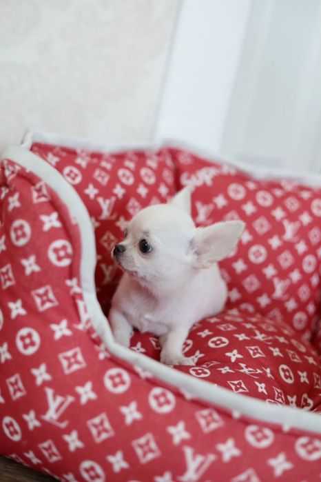 Chihuahua Mini dziewczynka  na kolanka