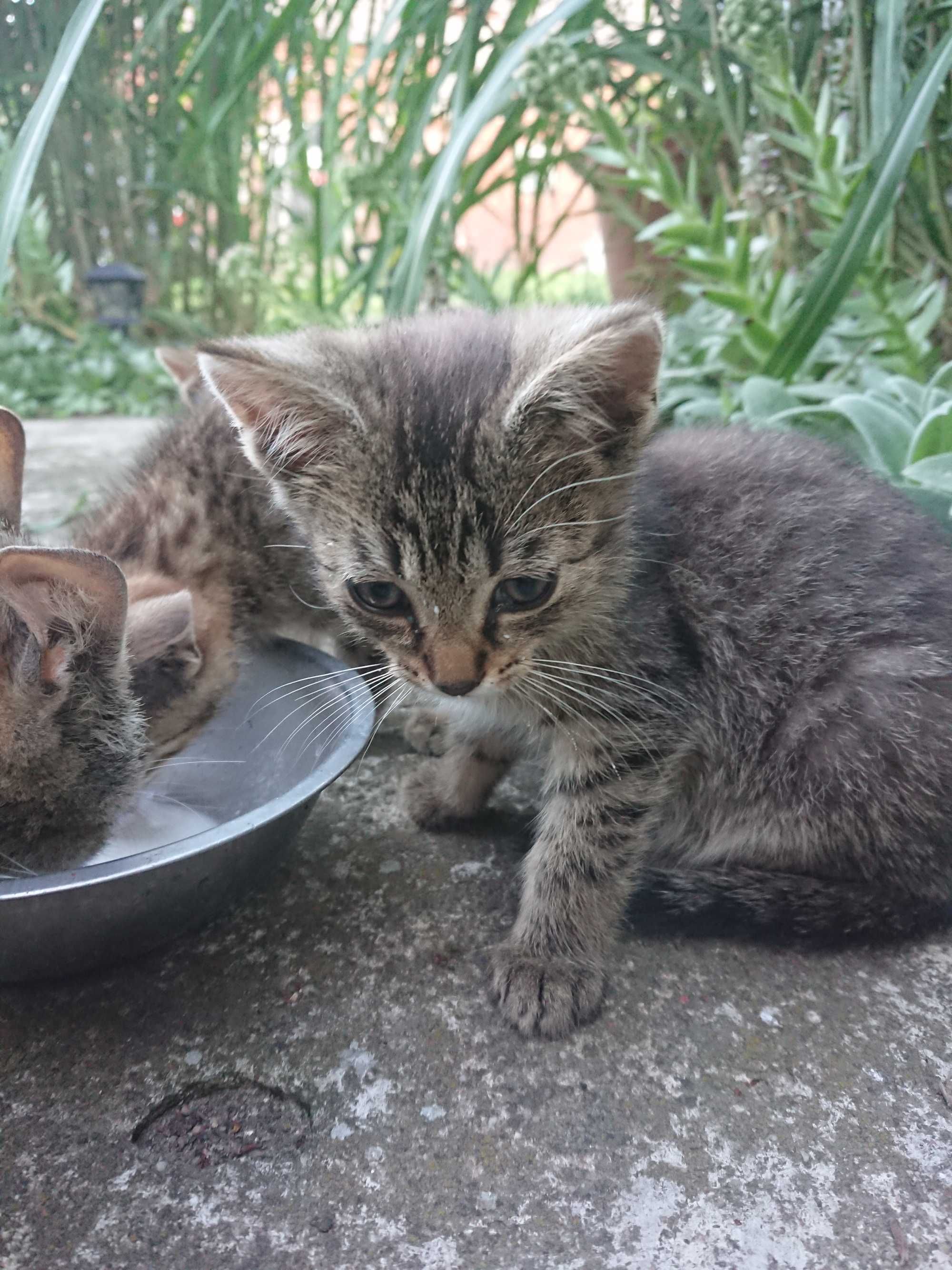 Kotki, koty, ODDAM w dobre ręce
