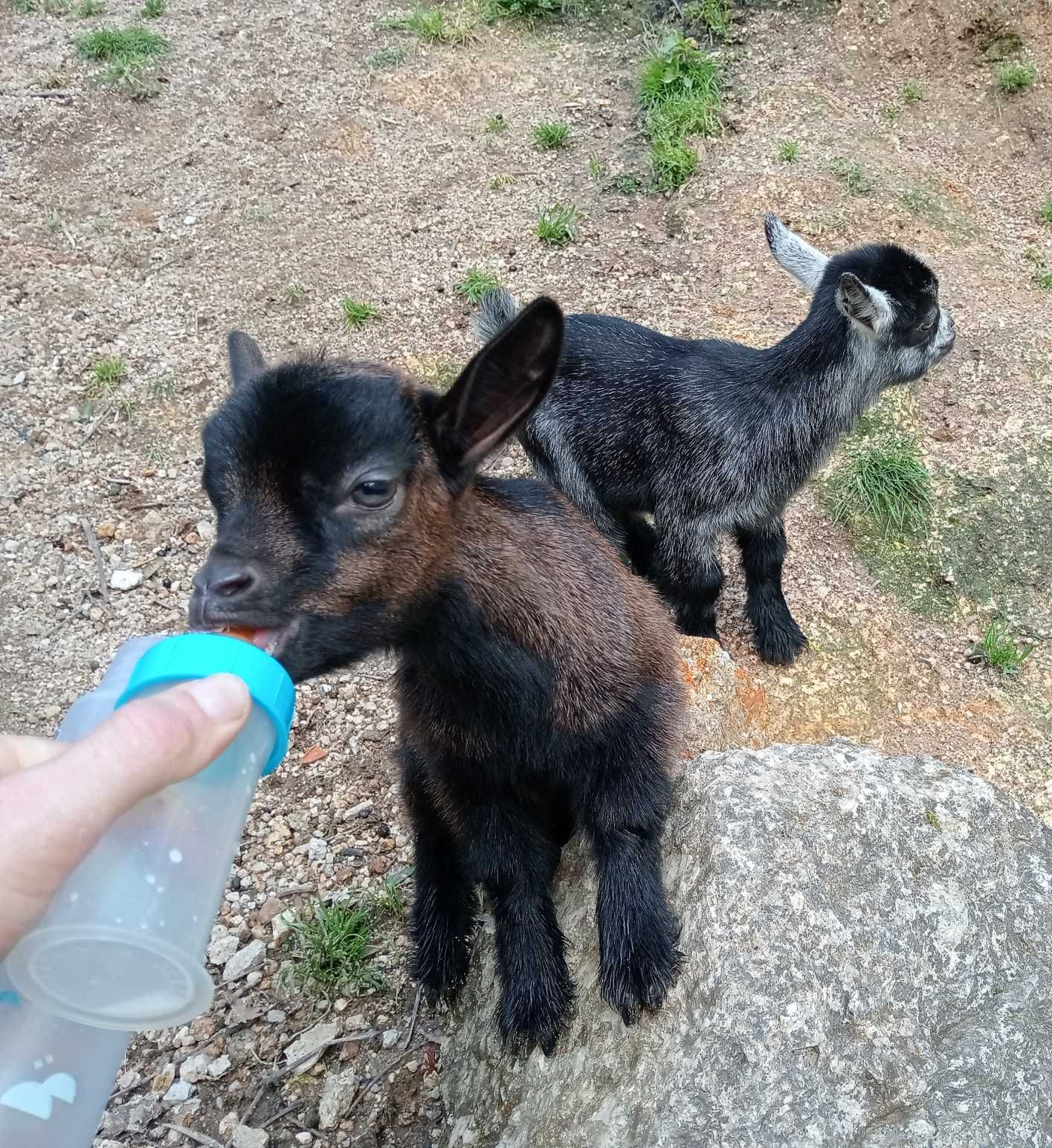 Cabrito anão/israelita com 4meses