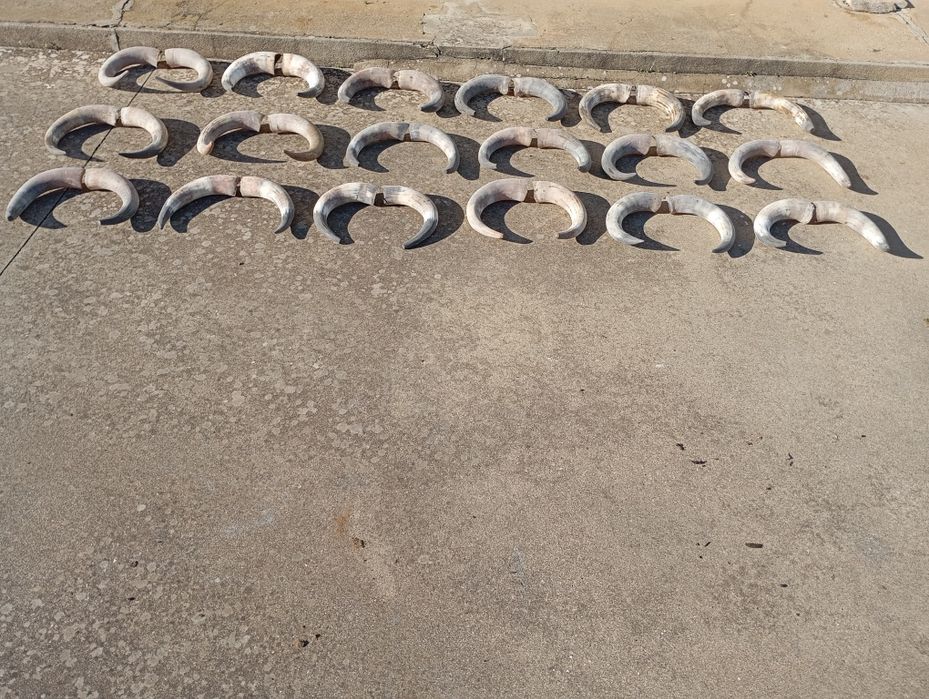 Cornos/chifres verdadeiros de bovinos  desemparceirados e parelhas