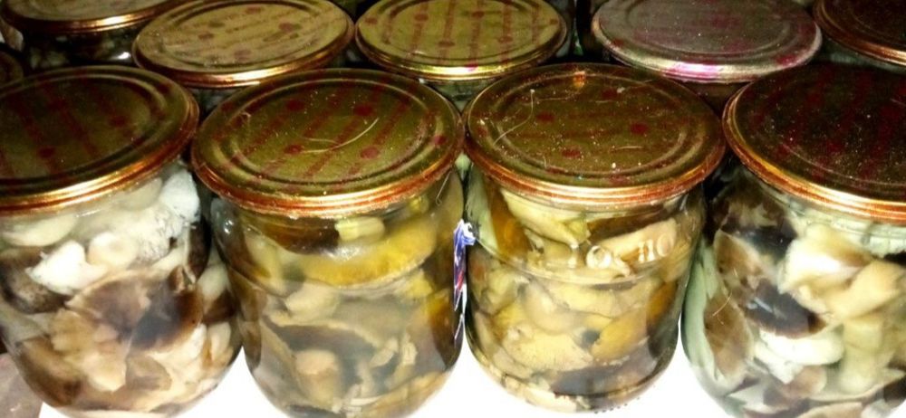 Грибы маслята рядовка зеленуха