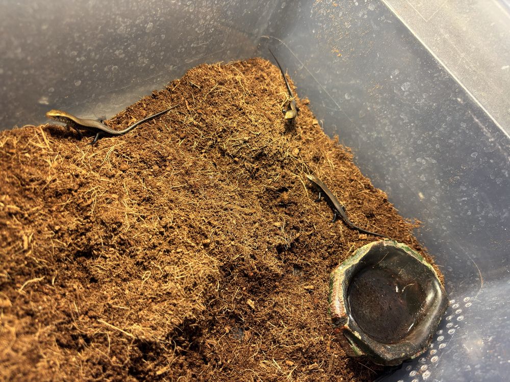 Scynk wielopręgi-eutropis multifasciata