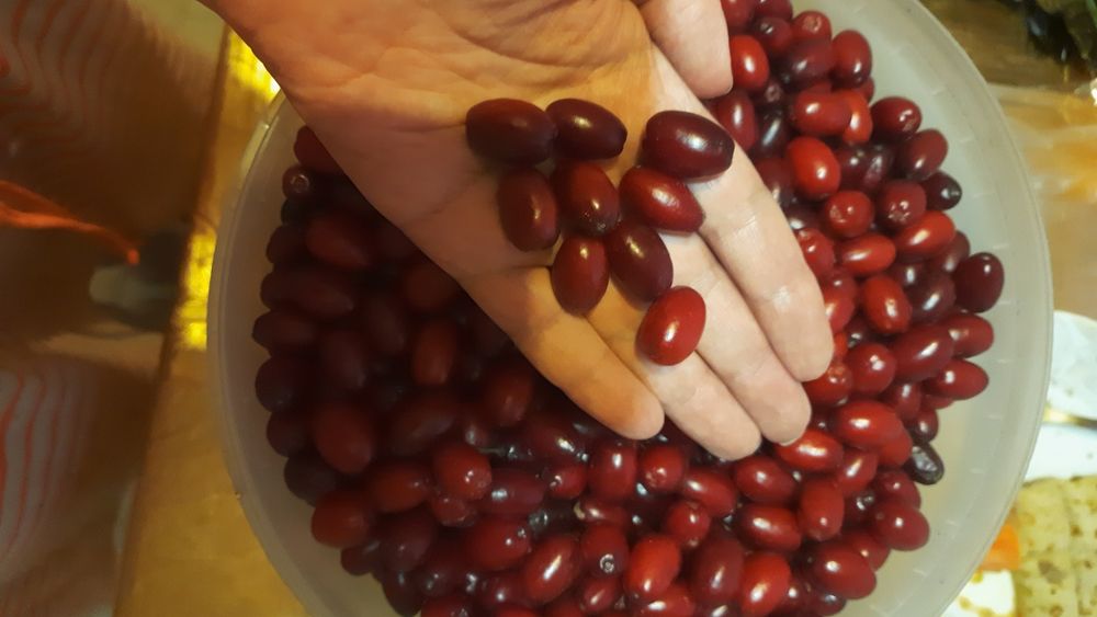 Крупный кизил. Ягода кизила. Свежий кизил. Замороженный кизил.