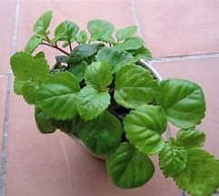 Planta "Plectranthus verticillatus" - Vários tamanhos a partir de 8€