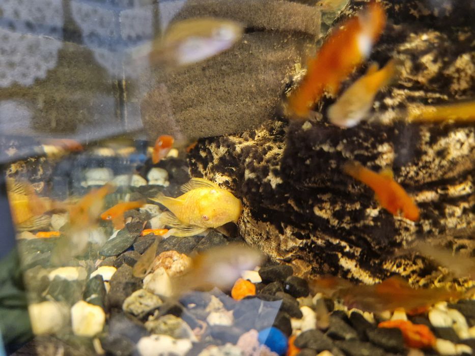 Glonojad zbrojnik albinos