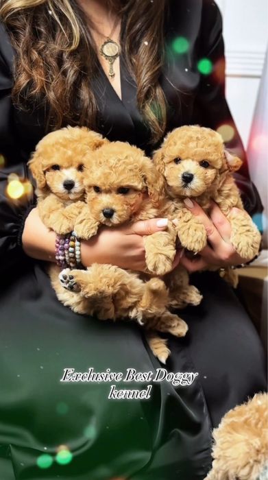 Яскраві карамельні цуценята. Мальтіпу ф1 3місяці. Цуценята