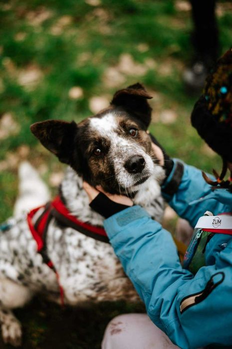 Kropek cudowna pies do adopcji