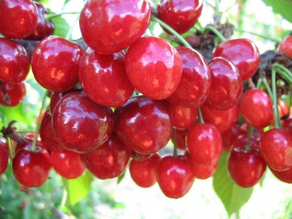 Саженцы черешни, вишни крупноплодные сорта. Деревья высшим сортом