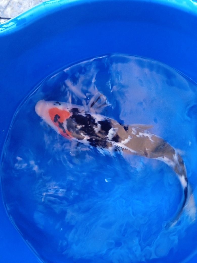 Carpa. Koi  showa