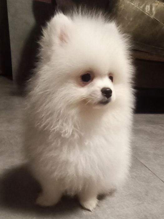 Pomeranian suczka biała