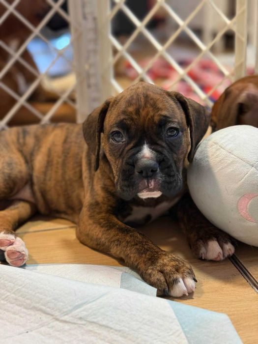 Bokserka suczka z rodowodem - od 15 grudnia na Święta