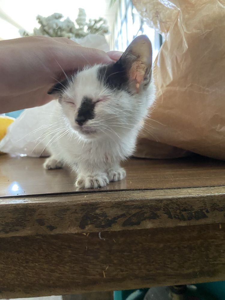 gato para adoção
