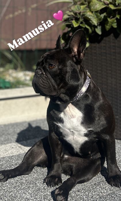 Buldog Francuski – Chłopcy/ rodzice FCI do rezerwacji