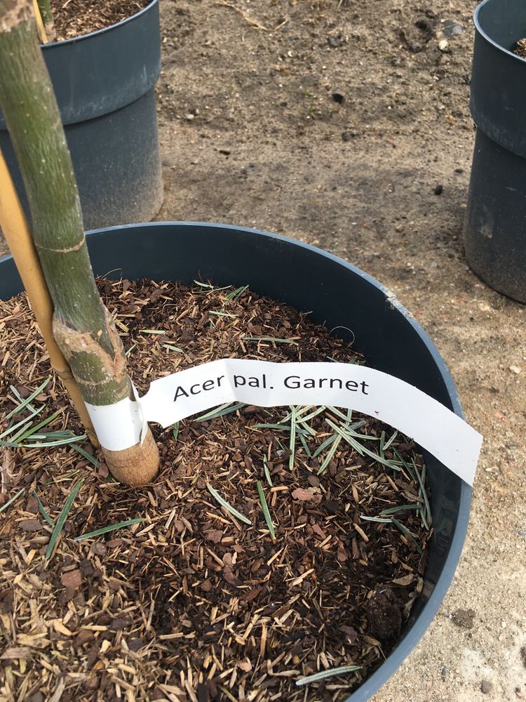 Klon palmowy (acer palmatum Dissectum Garnet)