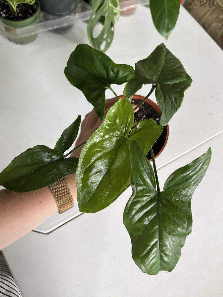Syngonium emerald gem variegata regres