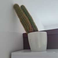Duży kaktus z doniczką