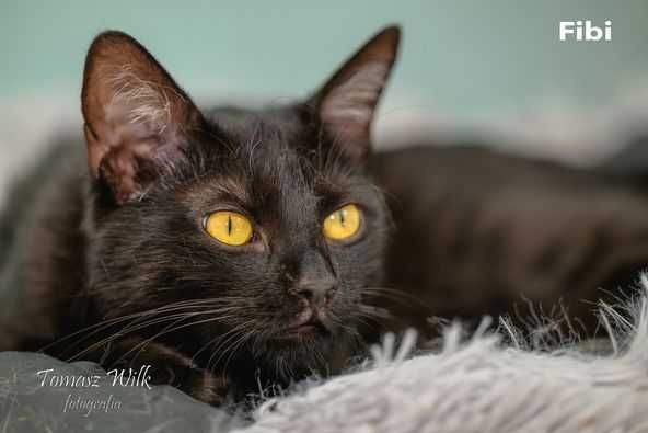Fibi poleca się do adopcji !