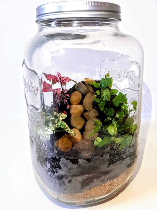 Ecossistema Decorativo