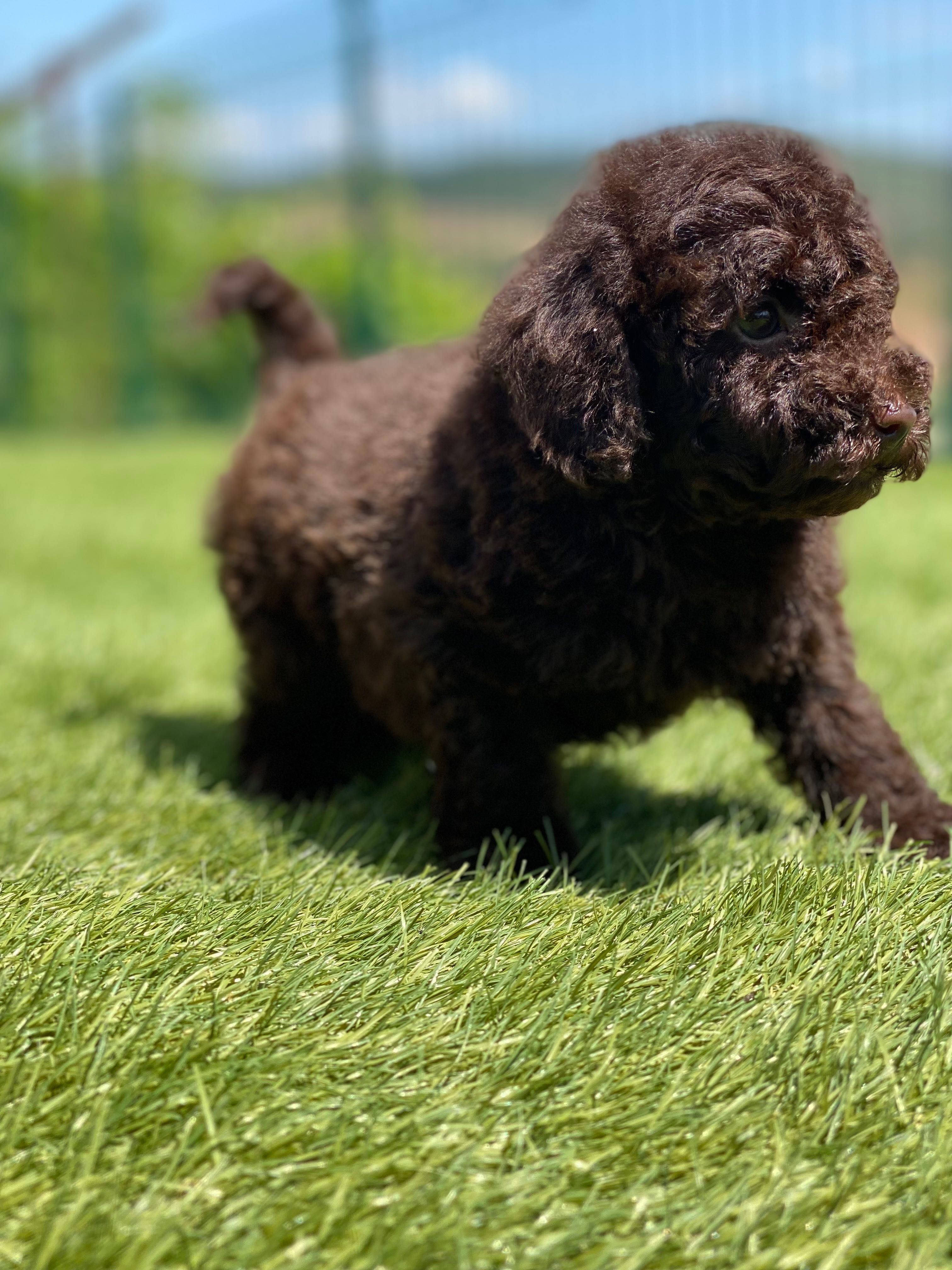 Lindo puppy de poodle toy procura novo dono!!!