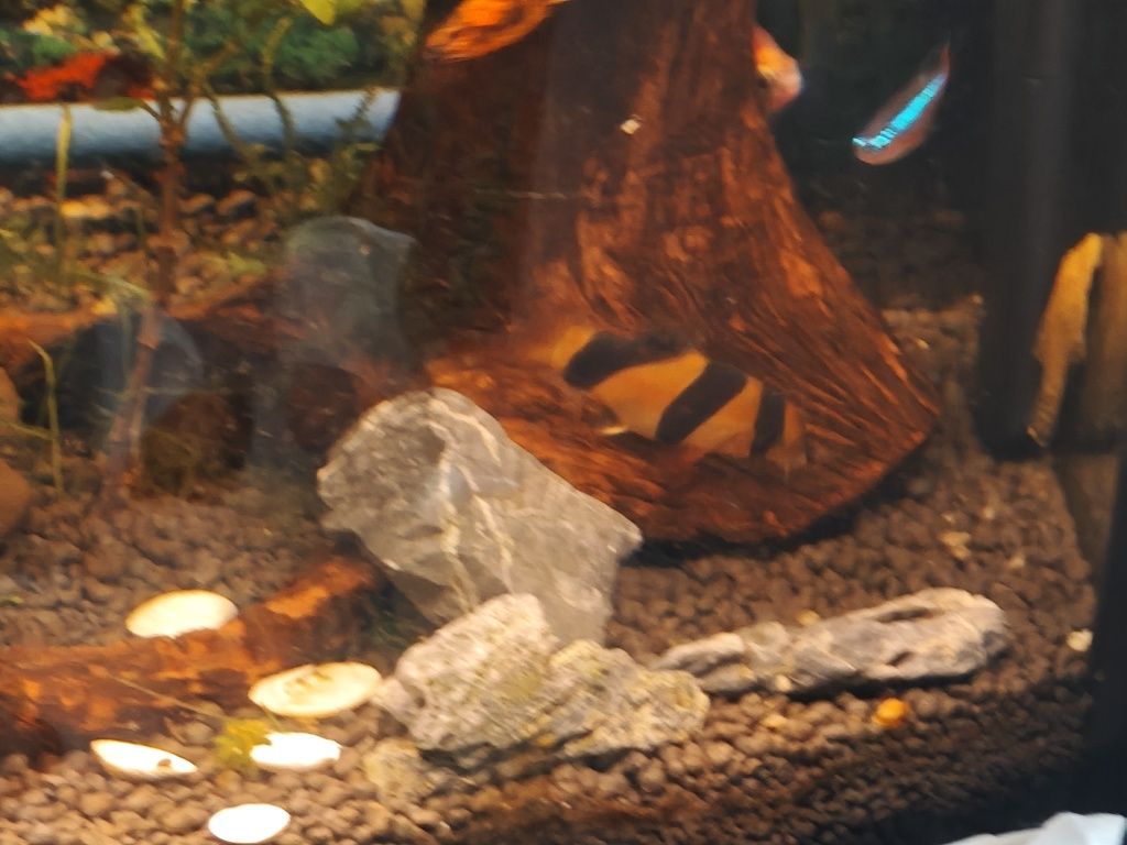 Bocja wspaniała ok 5-6 cm