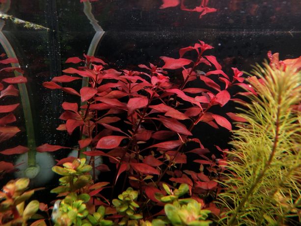 Ludwigia Mini sp. Super Red