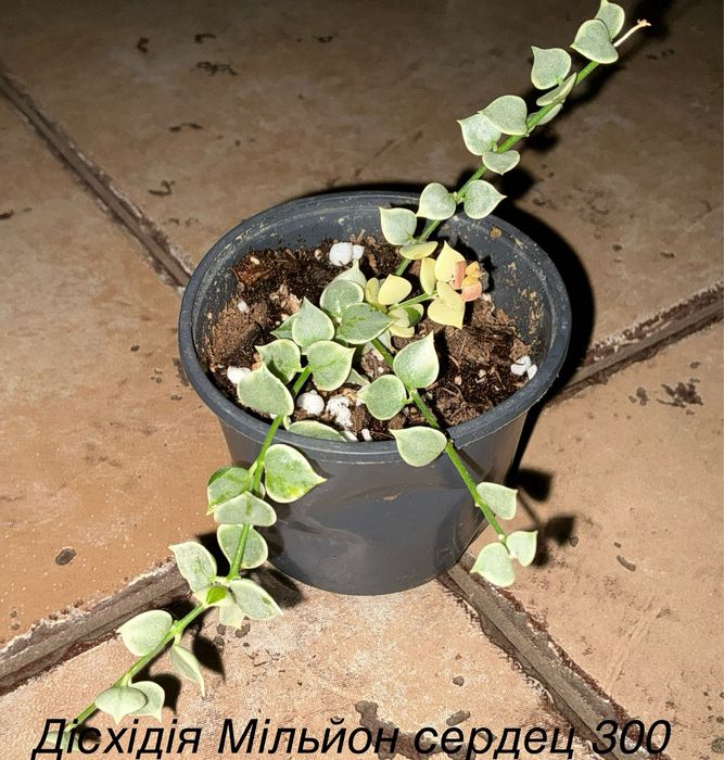 Хойі різних сортів