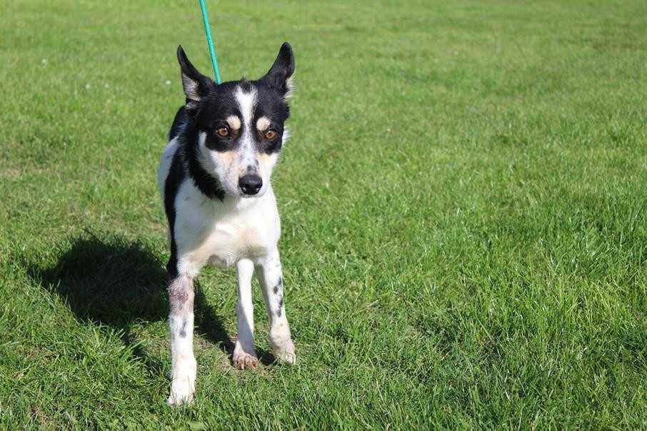 098718 Riko do adopcji