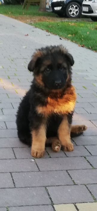 Szczeniak owczarka niemieckiego.