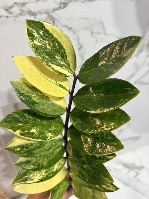 zamiokulkas variegata