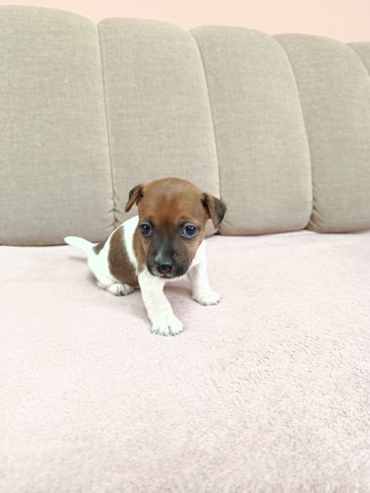 Śliczna suczka Jack Russell Terrier