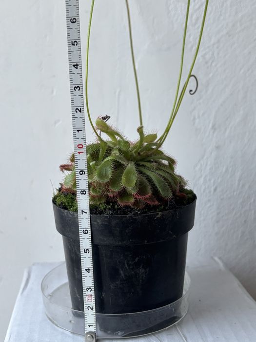 Roślina owadożerna rosiczka Alicji Drosera Aliciae