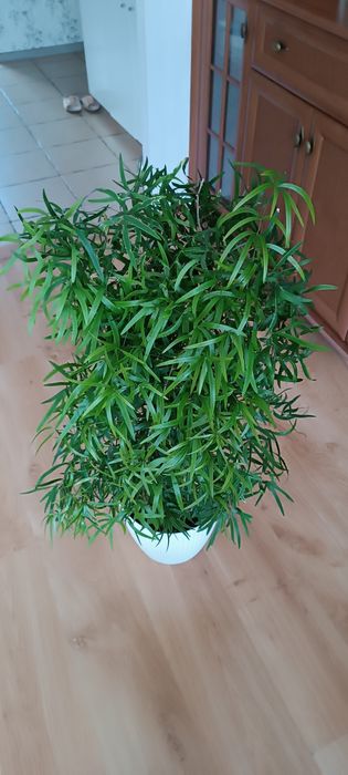 Asparagus falcatus Asparagus sierpowaty