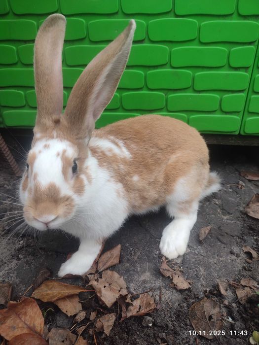 Продам м'ясо кроля