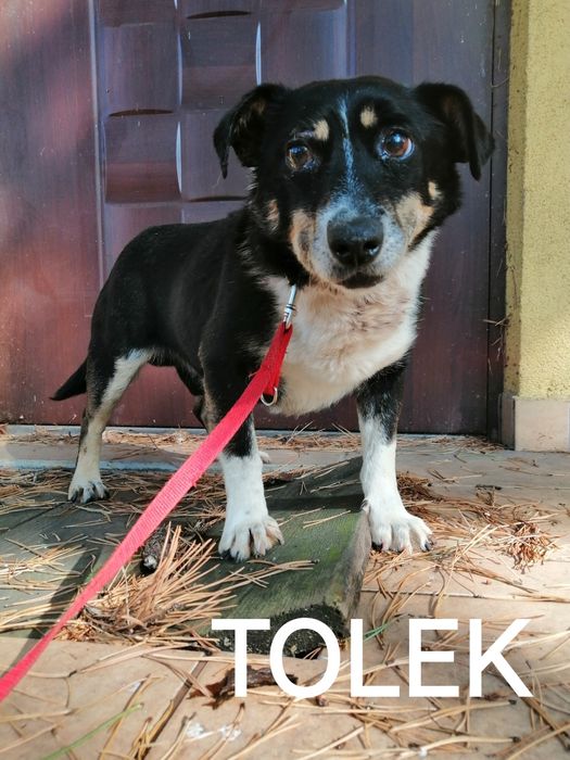 TOLEK starszy wystraszony piesek szuka domu