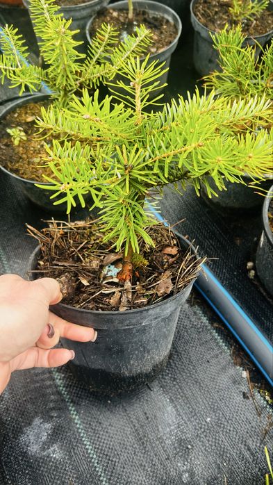 Ялинки, коніка, Дейзі вайт, піхта корейська