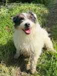 Parson Russell Terrier (ZKwP) - Dorosła suczka hodowlana  – badania