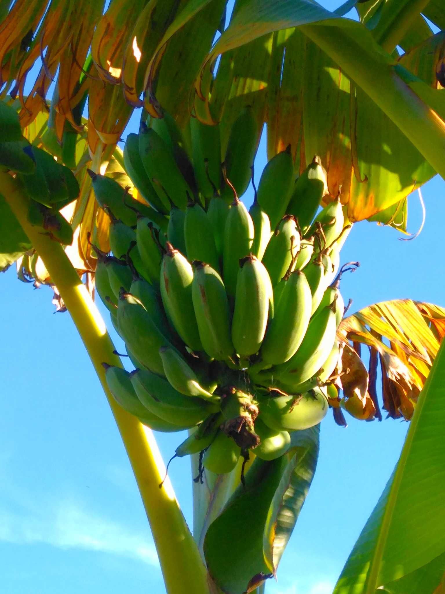 Plantas Tropicais - Bananeiras com fruto