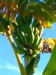 Planta Tropical - Bananeira