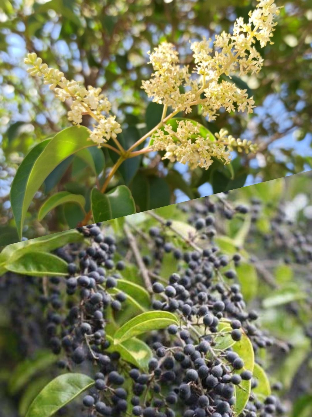 Vedação arbórea ligustrum japonicum