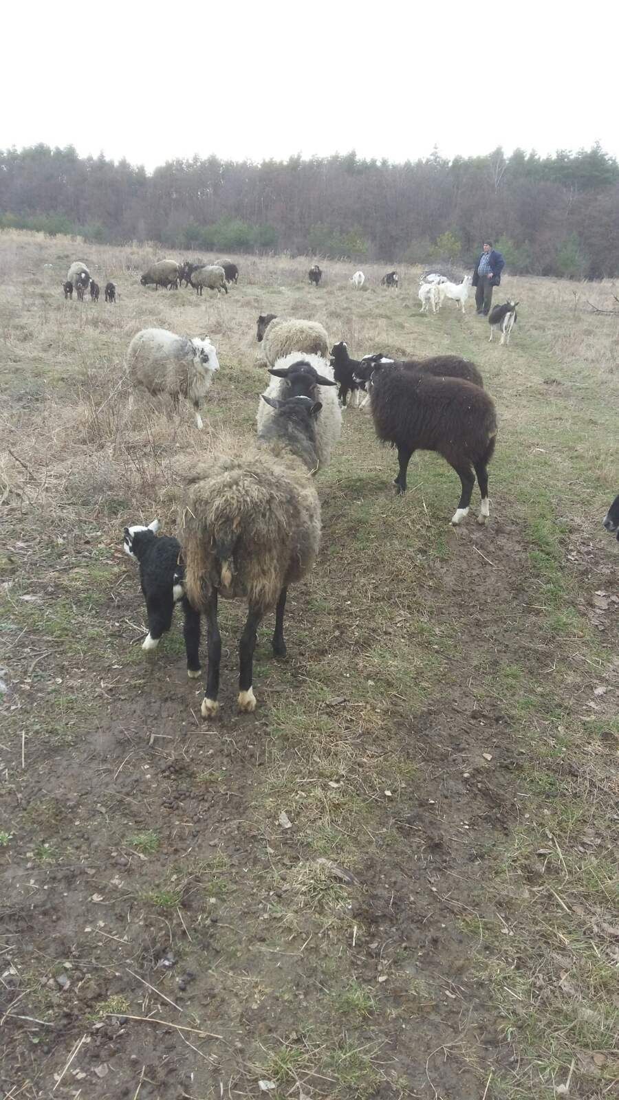 Вівці, ягнята Романівська