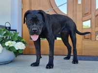 Cane Corso Italiano Zkwp FCI
