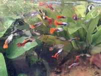 Guppies dumbo trio