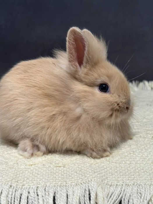 królik miniaturka