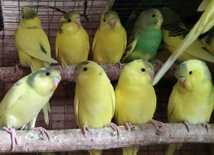 Молодые неразлучники волнистые попугаи