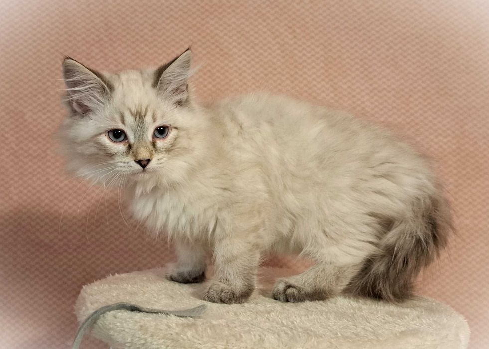 Koteczka Syberyjska Neva Masquerade – Gaja, niebieska obróżka PZF