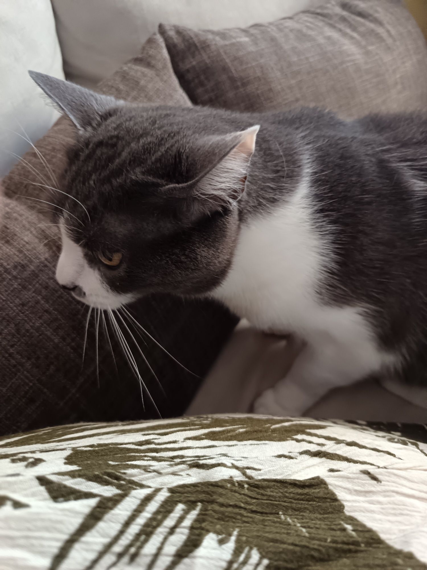 Gato com 7 anos para dar a pessoa responsável