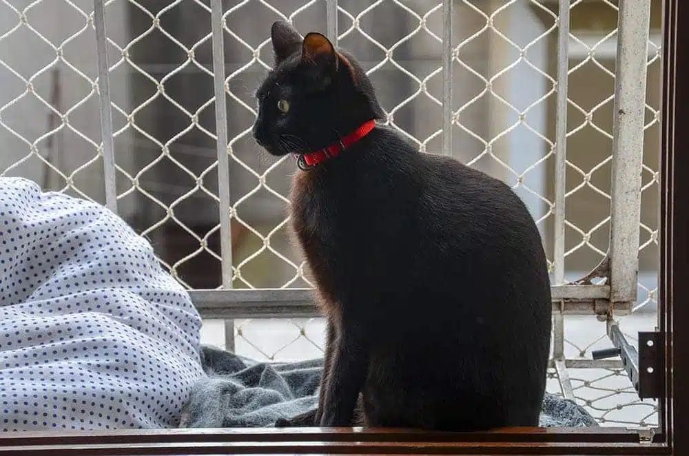 Siatka dla kota, siatka przeciw ptakom, siatka na balkon, wioliera