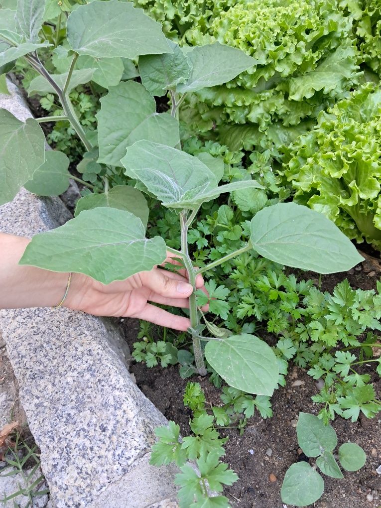 Mudas de plantas physalis / fisális